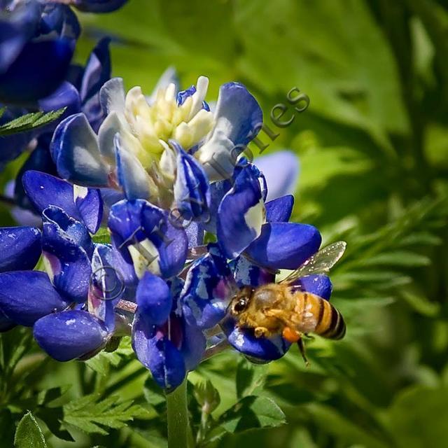 Bee In Your Blue Bonnet
