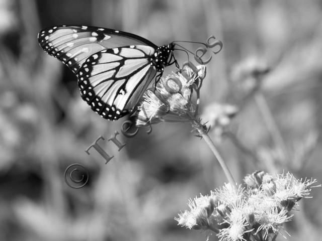 Queen Butterfly (B/W)