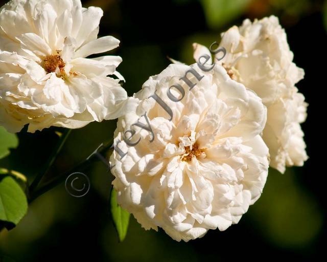 Antique White Roses