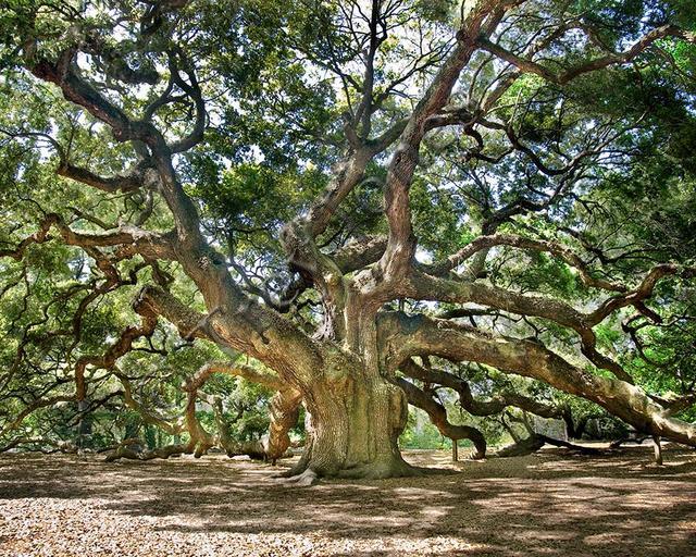 Angel Oak Tree