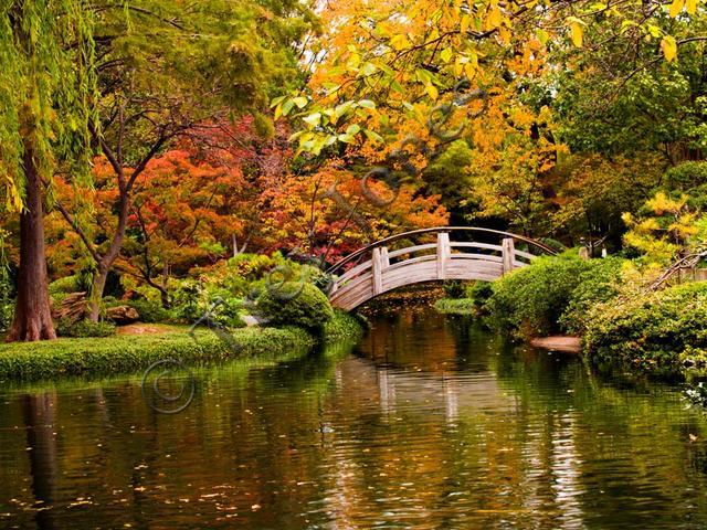 Moon Bridge In The Fall