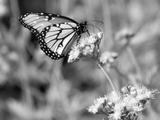 Queen Butterfly (B/W)