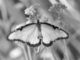 Impressive Wingspan (B/W)