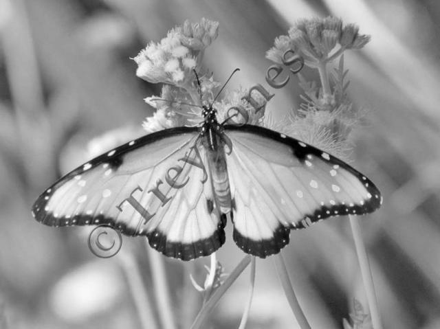 Impressive Wingspan (B/W)