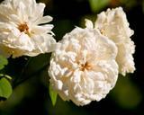 Antique White Roses